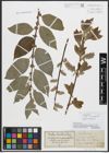 Foto von Salix appendiculata Vill. x Salix caprea L.